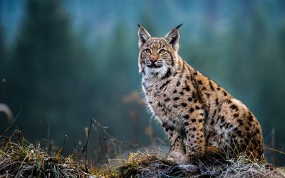 Eurasian lynx: how our computer model highlighted the best site for restoring this wild cat to Scotland