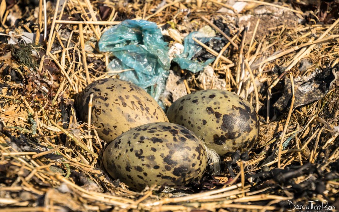 Plastic found lining UK seabird nests on a worrying scale
